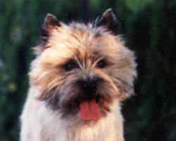 Cairn Terrier- Sensei`s Forrygende Fraeser